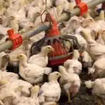 US to Spend $502 Million on Future Bird Flu Response